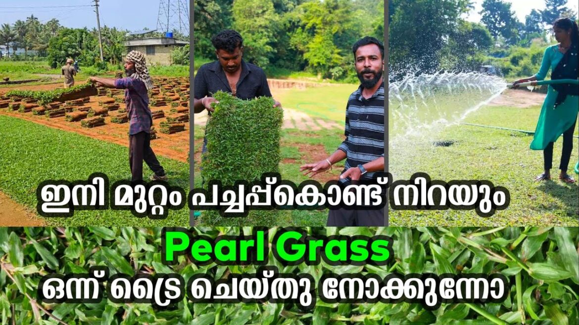 മുറ്റത്ത് പച്ചപ്പ് നിറയ്ക്കണോ ?Pearl Grass വളർത്തിയെടുക്കുന്നത് ഇങ്ങനെ ആണ് Landscaping Pearl Grass മുറ്റത്ത് പച്ചപ്പ് നിറയ്ക്കണോ ?Pearl Grass വളർത്തിയെടുക്കുന്നത് ഇങ്ങനെ ആണ് Landscaping Pearl Grass