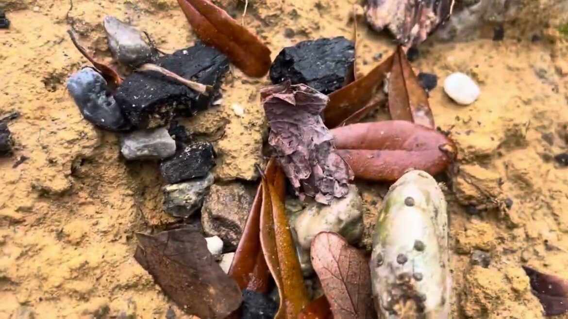 Benefits of gardening #Nopal