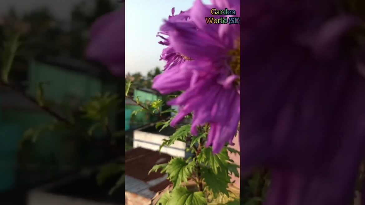 Aster Flower Care Tips #shorts #shortsfeed #viral #viralshorts #aster  #gardening