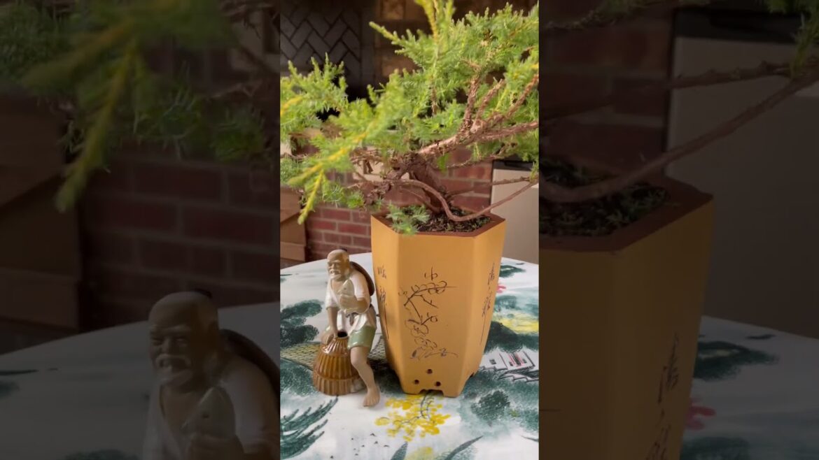 Backyard Decoration Ideas in 2024. #ideas #decoration #love #backyard #garden #relaxingmusic