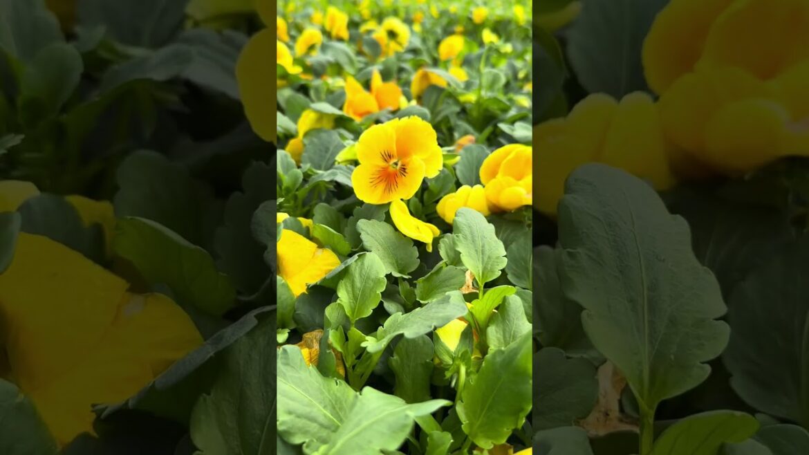 Preparing Landscapes for Winter – PART 1 Preparing Landscapes for Winter - PART 1