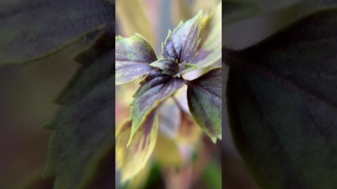 Purple Basil: Your garden's hidden gem