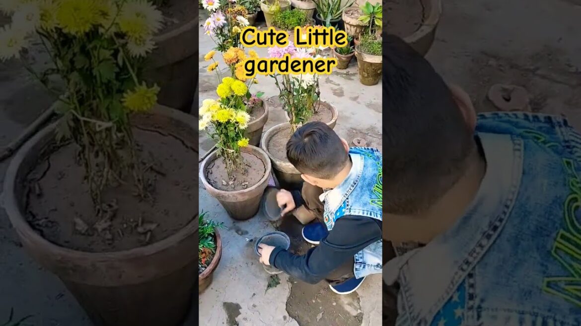 #cute little gardener #cleaning garden #my garden #ibrahim #viral #trending #shorts #pots #flower #cute little gardener #cleaning garden #my garden #ibrahim #viral #trending #shorts #pots #flower