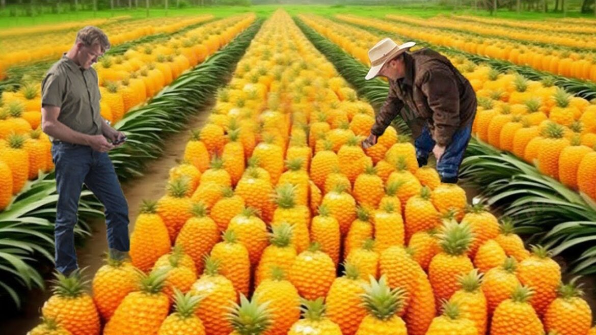 The Most Modern Agriculture Machines That Are At Another Level, How to harvest Pineapples in farm▶20 The Most Modern Agriculture Machines That Are At Another Level, How to harvest Pineapples in farm▶20