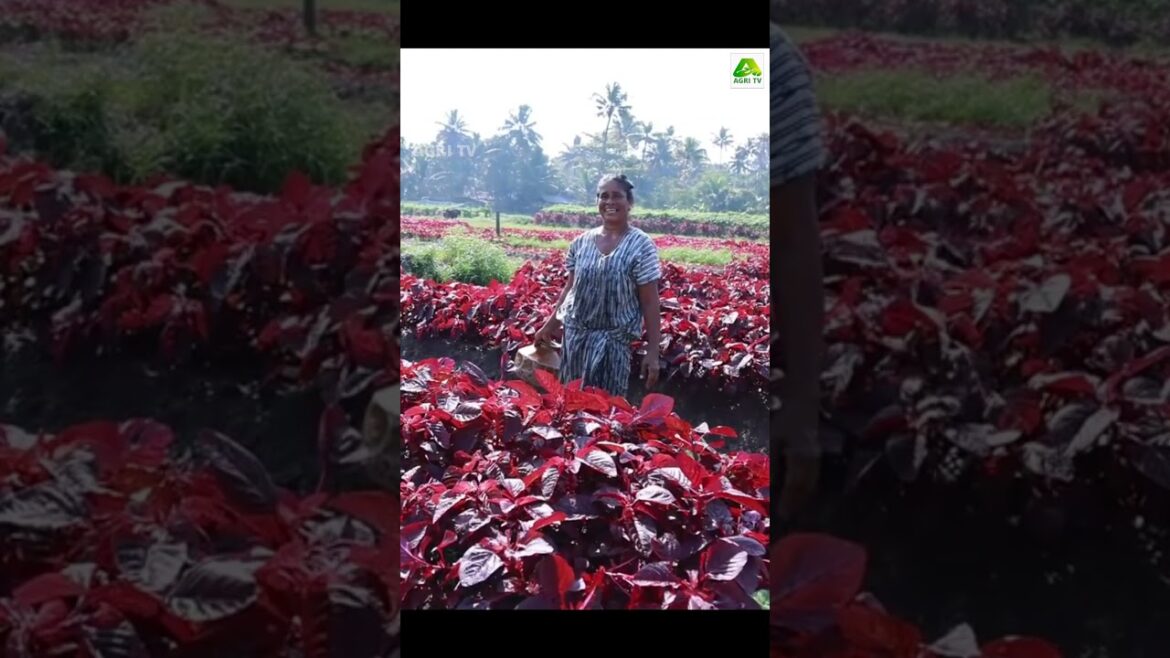 നാടിന്റെ അഭിമാനം, ചേച്ചിമാരുടെ വരുമാനം! വാങ്ങുന്നവർ വീണ്ടും വാങ്ങുന്ന തൈക്കൽ പട്ടുചീര #cheerakrishi