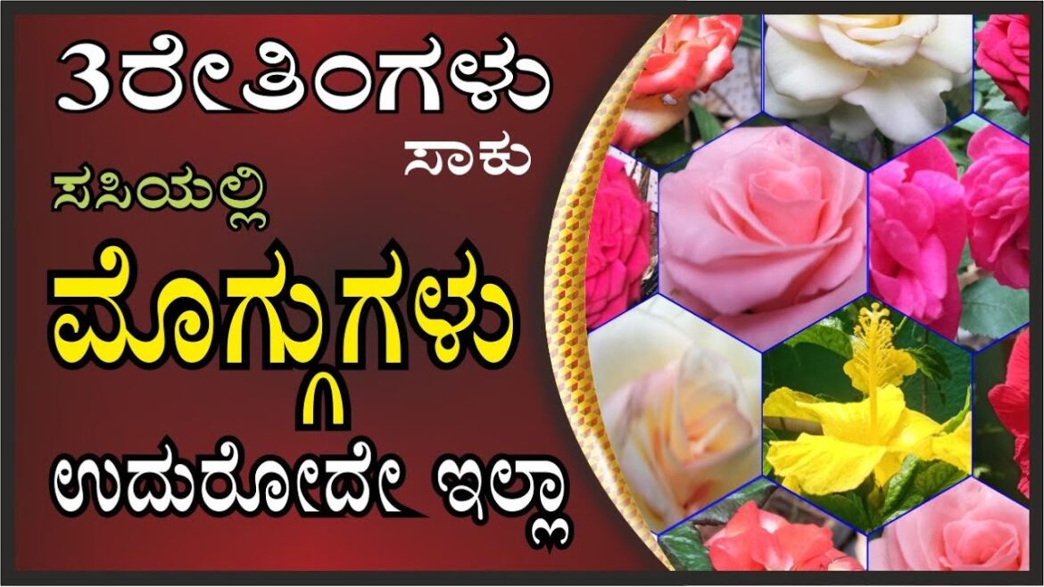 3ರೇತಿಂಗಳು ಸಾಕು ಸಸಿಯಲ್ಲಿ ಮೊಗ್ಗುಗಳು ಉದುರೋದೇ ಇಲ್ಲಾ #marysmanegarden #organic #gardener 3ರೇತಿಂಗಳು ಸಾಕು ಸಸಿಯಲ್ಲಿ ಮೊಗ್ಗುಗಳು ಉದುರೋದೇ ಇಲ್ಲಾ #marysmanegarden #organic #gardener