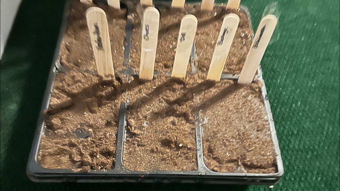 BEGINNER Friendly GARDEN TIPS  #gardeningtips