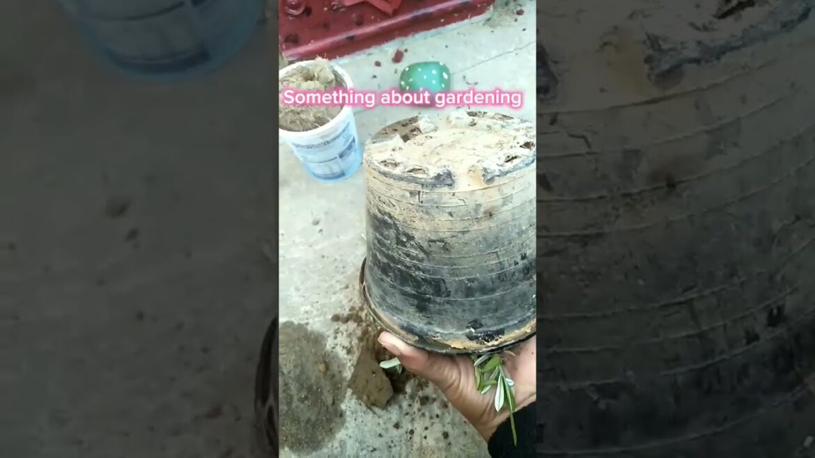 How to Shift Nursery Plant in Container |Nursery Plants at Home | Nursery Plant Growing (Urdu-Hindi)