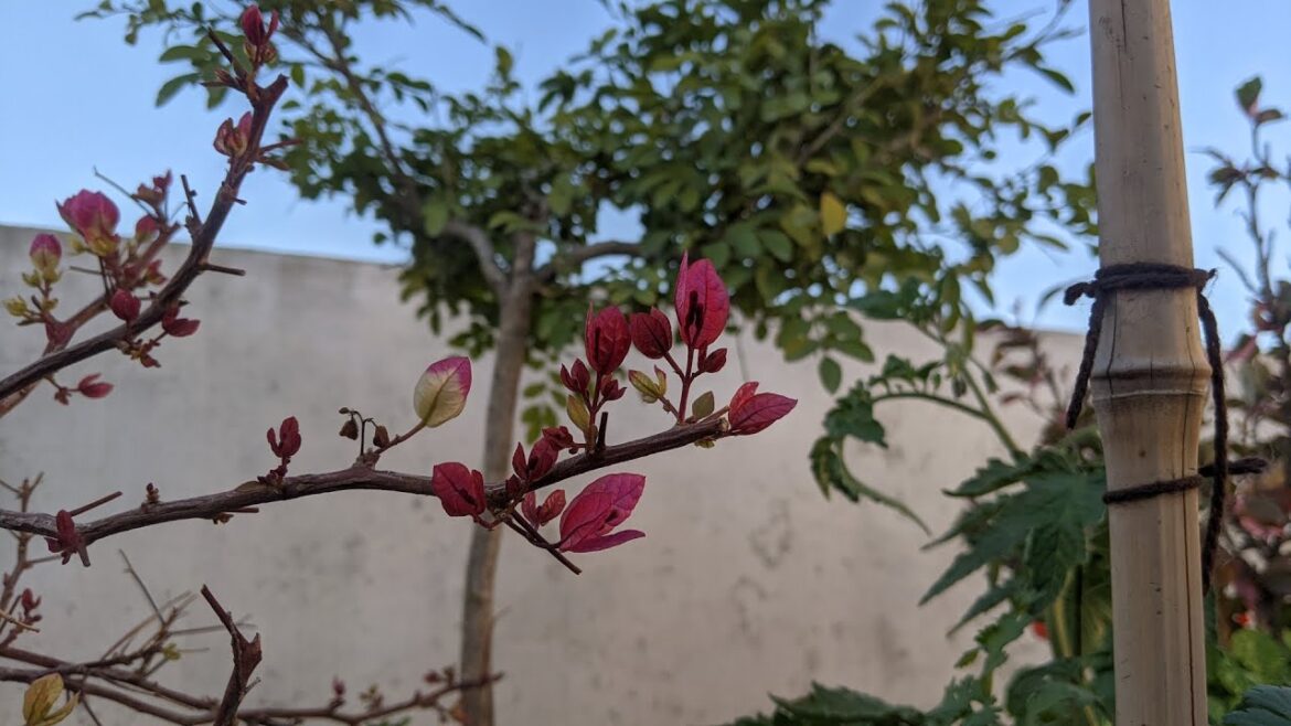 My Garden after rain 🌧️🤩 | Is rain water good for plants ??