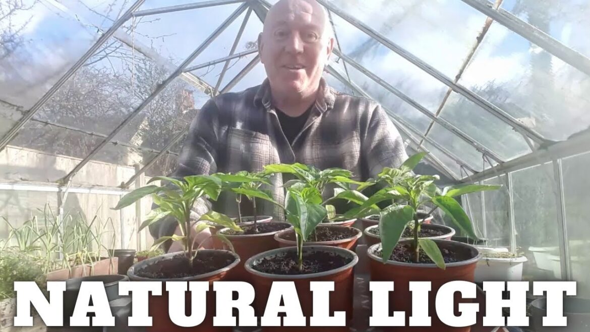 Grow With Natural Light [Gardening Allotment UK] [Grow Vegetables At Home ]