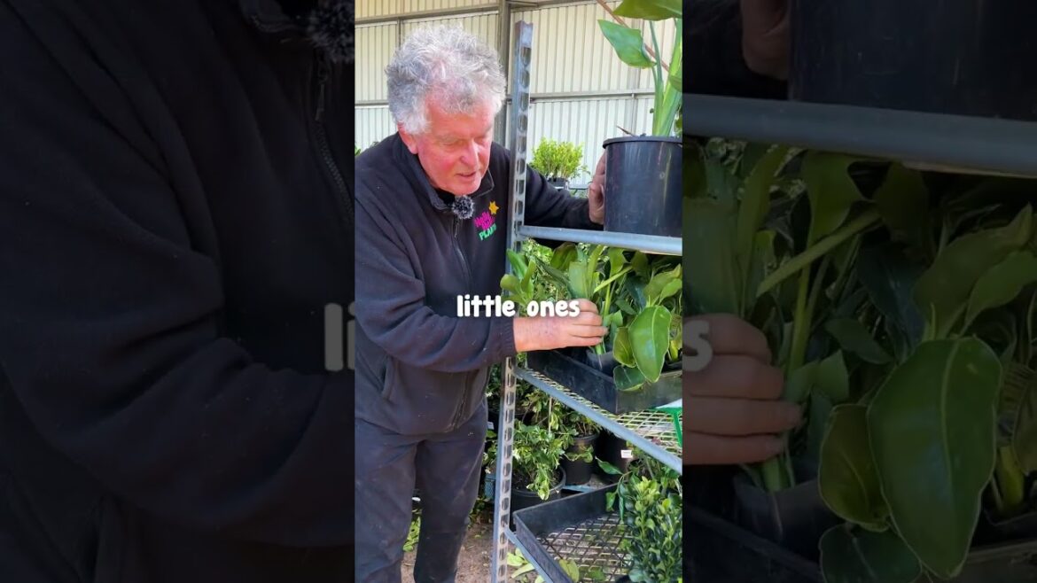 We are proud of our Massive Range of plants🏡💕 We are proud of our Massive Range of plants🏡💕