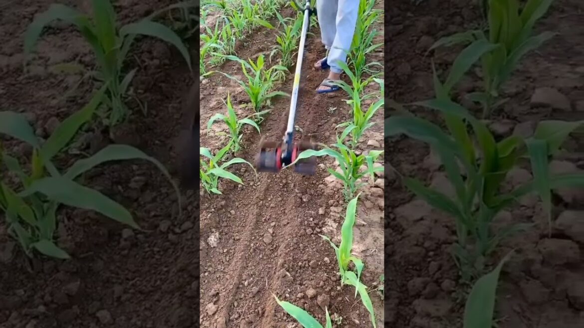 weeder Machine |#agrishorts |Agritools | #gardening
