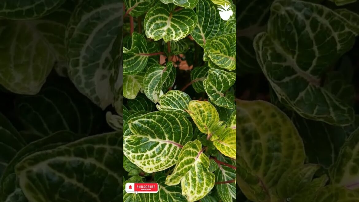 Landscaping ideas for front of house, tiny plants to flourish in your garden #shortsviral #plant