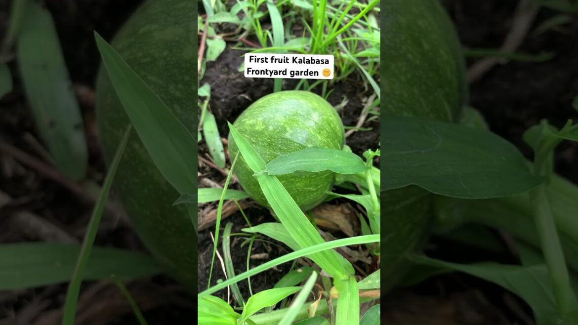 KALABASA | FRONTYARD GARDEN