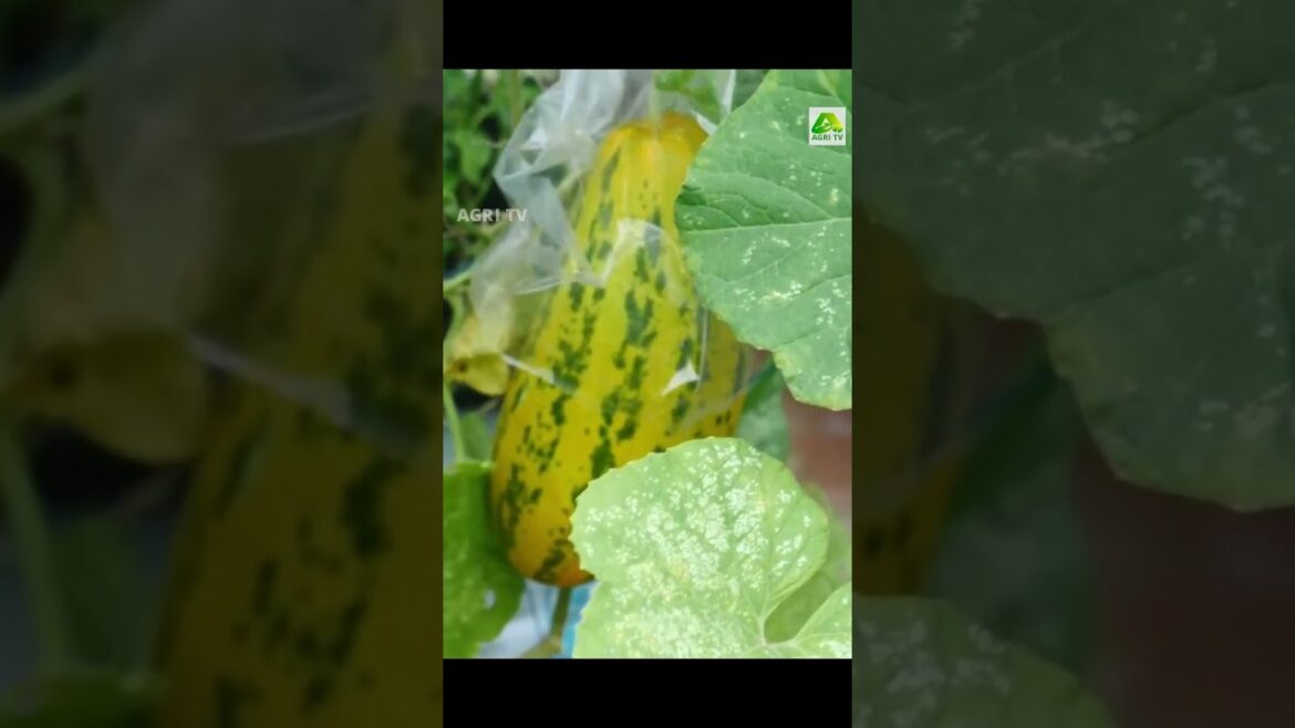 പച്ചക്കറികളും പഴവർഗ്ഗങ്ങളും പൂക്കളും പക്ഷികളും കോഴികളും.. അങ്ങനെയെല്ലാമുണ്ട് ഈ മട്ടുപ്പാവിൽ