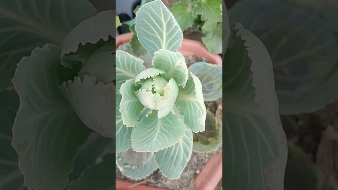 #gardening #vegetables #garden #plants #food #organicgardening #rose #gardern #gardendesign #terrace