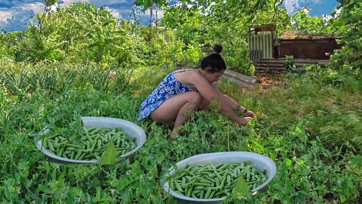 My wife picks vegetables on the farm. Gardening in the summer on the farm
