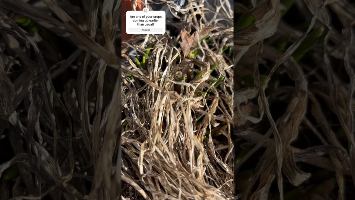 Early Sprouting Chives. #gardening #vegetablegardening #herbgardening