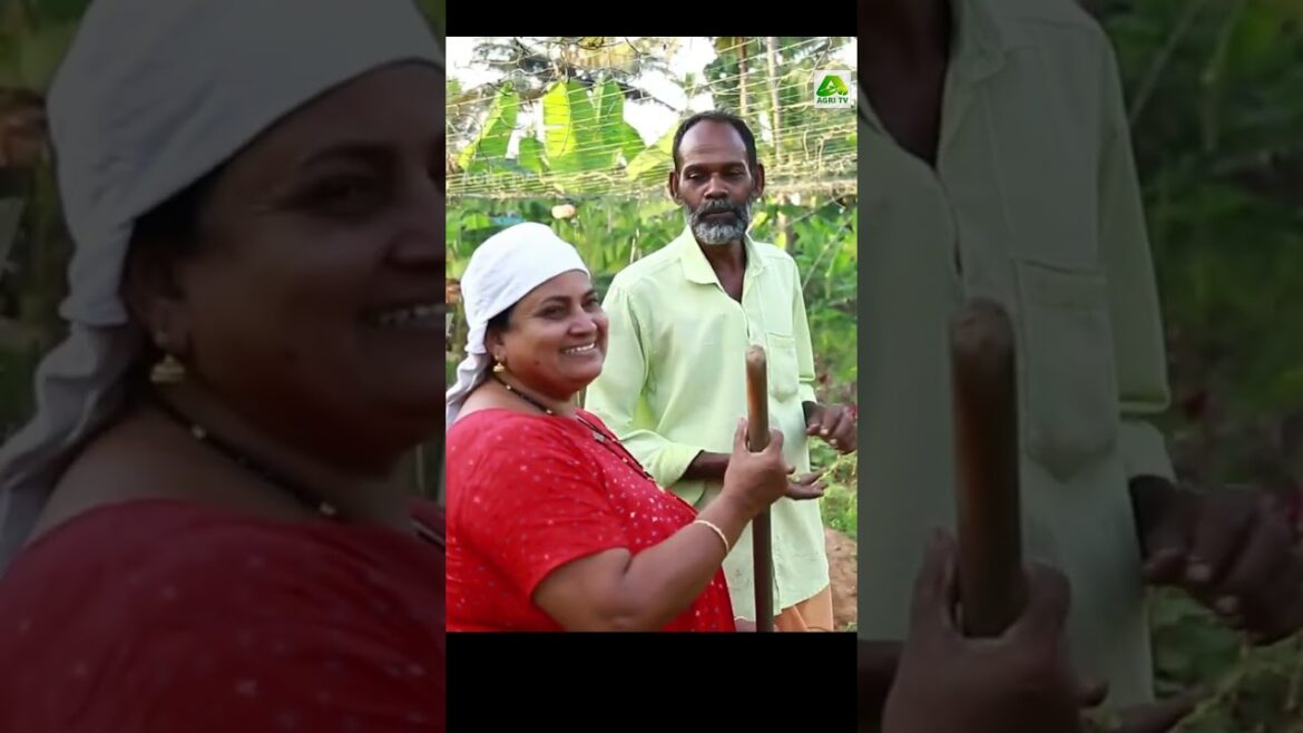 ഒരു മധുരപ്രതികാരം! കാറ്റിനോട് വാശി തീർത്ത് ശ്രീധരേട്ടൻ ഒരുക്കിയ ഹരിതലോകമാണിത് #farmingkerala