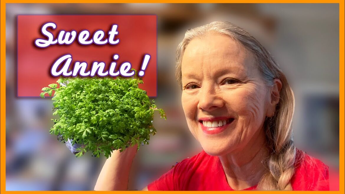 MEDICINAL PLANT Sweet Annie, potting up + what I've seeded so far!