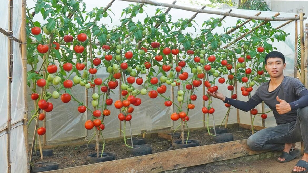 No need to buy tomatoes anymore. I discovered the secret to growing tomatoes all year round No need to buy tomatoes anymore. I discovered the secret to growing tomatoes all year round