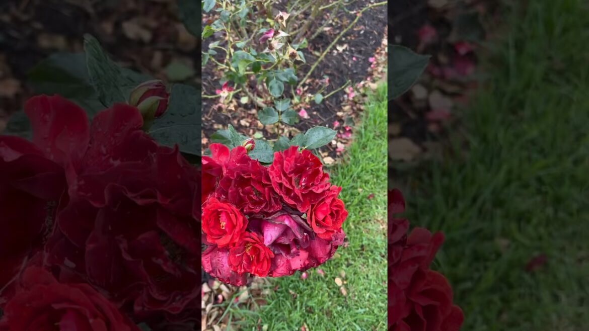 Red rose garden 🥀🍃🥀#rose #garden #trending #trend #viral #yt #youtubeshorts #youtube #nature