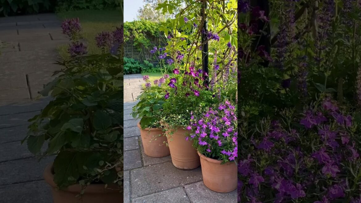 Really good weekend in the wonderful weather. |               #viral #garden #shorts Really good weekend in the wonderful weather. |               #viral #garden #shorts
