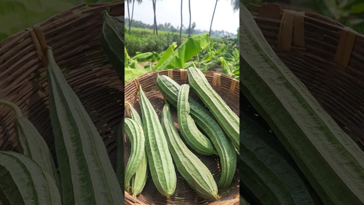 Fresh vegetable harvest in our garden🥦🥬|#shorts|#vegetables