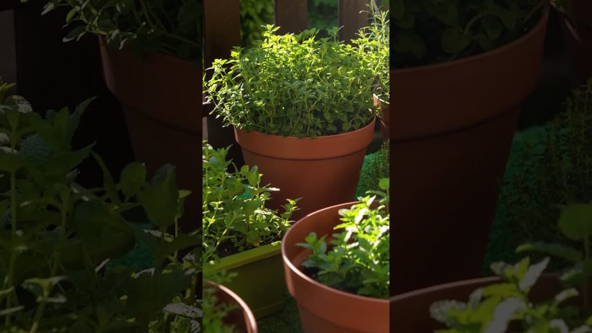 Types of Urban Herb Gardens That Need No Space #herb #herbgarden #gardening