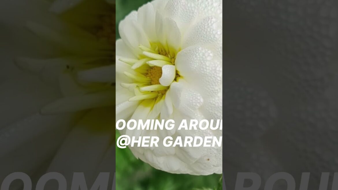 From doctor to gardener #plants #garden #gardener #flowers #plantingtips #naturelovers #plantparent