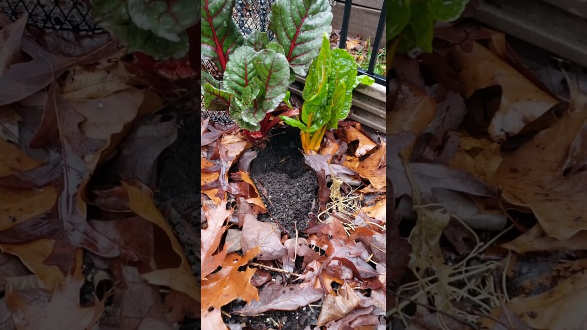 “Squirrels Digging in the Garden Season” has Commenced 😒 #gardenshorts #gardening #shorts "Squirrels Digging in the Garden Season" has Commenced 😒 #gardenshorts #gardening #shorts