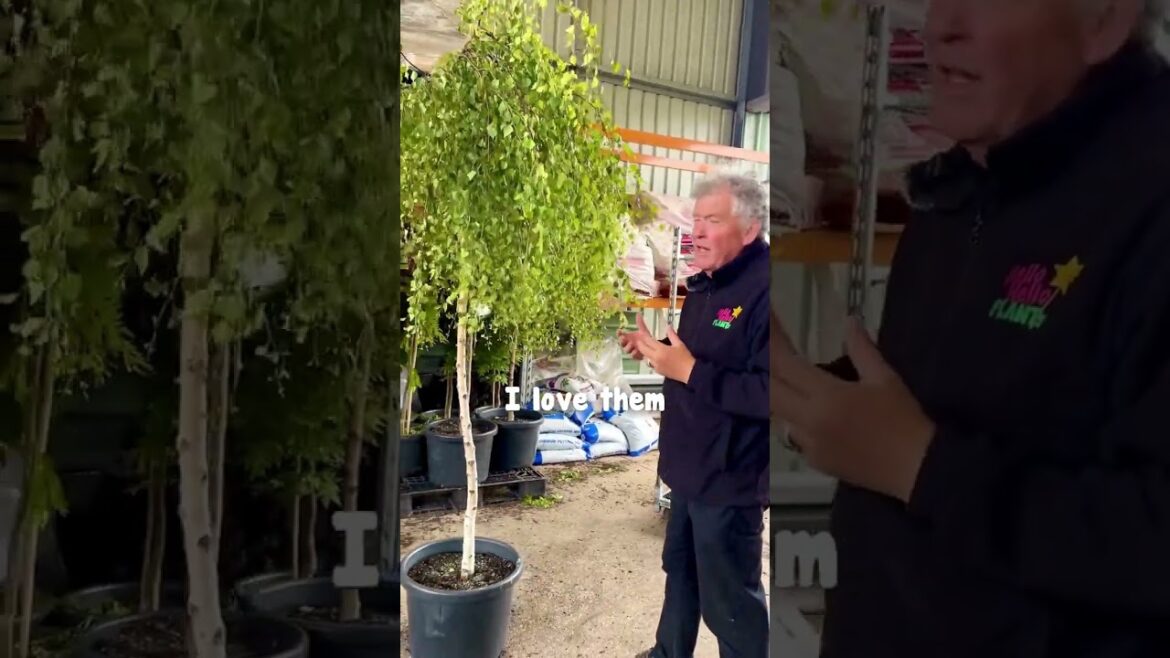 Weeping Silver Birch🌳 So simple but stunning!🥰🧚✨ Weeping Silver Birch🌳 So simple but stunning!🥰🧚✨