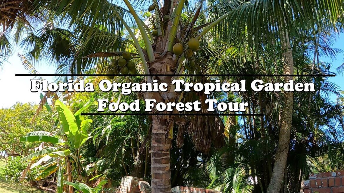 Florida Organic Edible / Tropical Garden Food Forest Tour | February Zone 10a