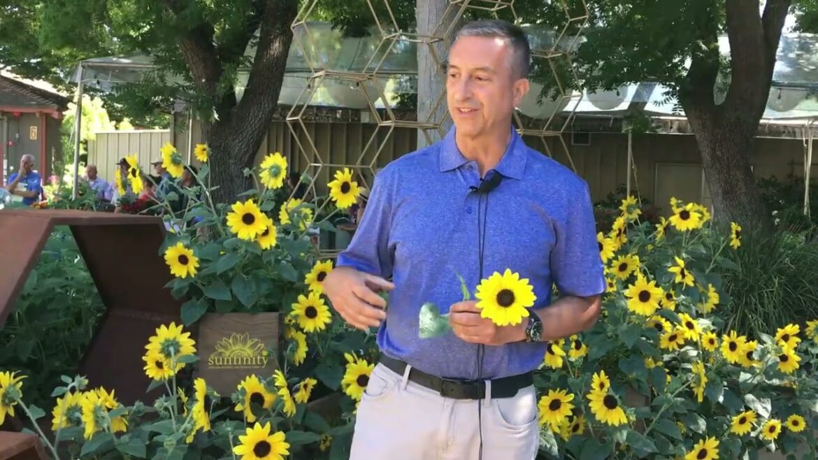 Sunfinity Sunflower #garden #containergardening #flowers #sunflower #sunflowers Sunfinity Sunflower #garden #containergardening #flowers #sunflower #sunflowers