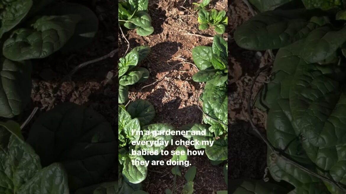 What’s Growing in My Garden / Vegetable Garden / Gardener / Gardening