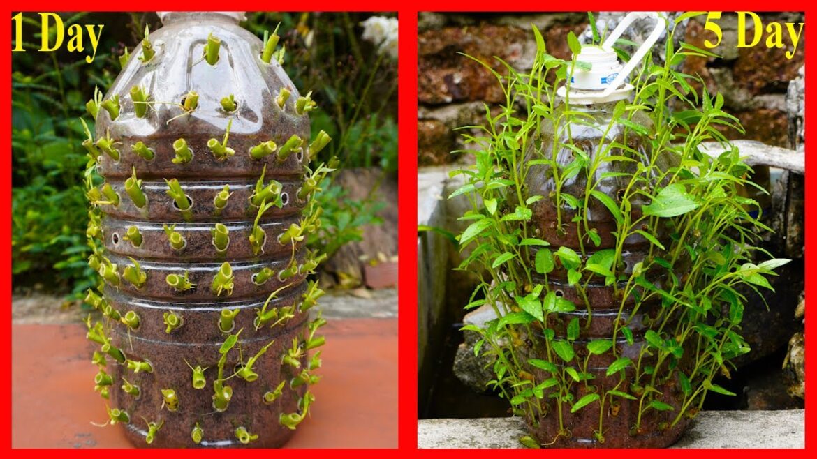 FULL TIME : Grow Vegetable Gardening Tips on Balconies and Rooftops for Beginners FULL TIME : Grow Vegetable Gardening Tips on Balconies and Rooftops for Beginners