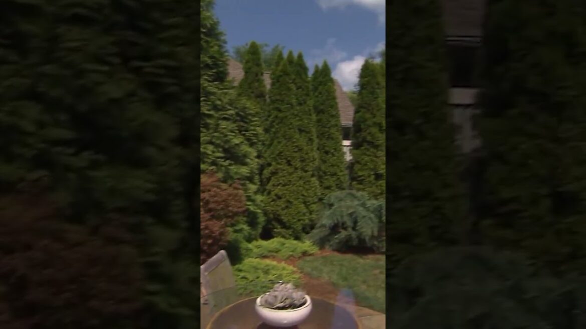 Groupings of tall skinny trees around your garden provides a cozy privacy! #gardeninspo #garden Groupings of tall skinny trees around your garden provides a cozy privacy! #gardeninspo #garden