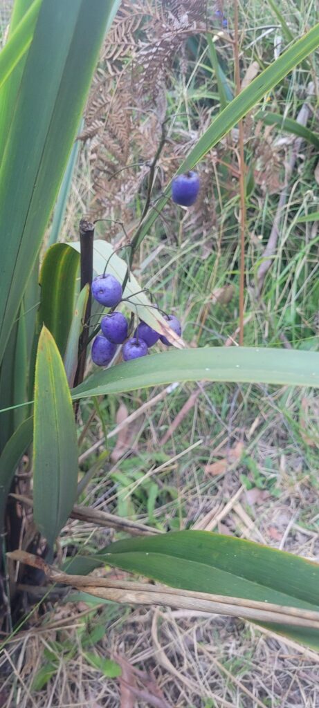 Can someone please identify this berry?