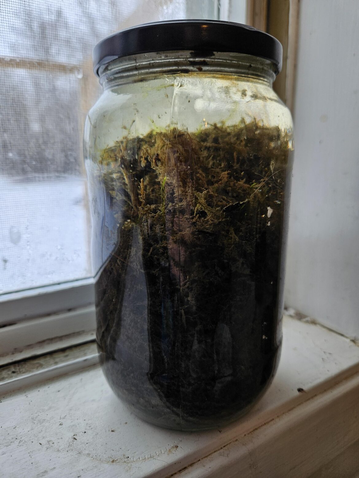 Is there too much dirt & moss in my ecosphere? Is there too much dirt & moss in my ecosphere?