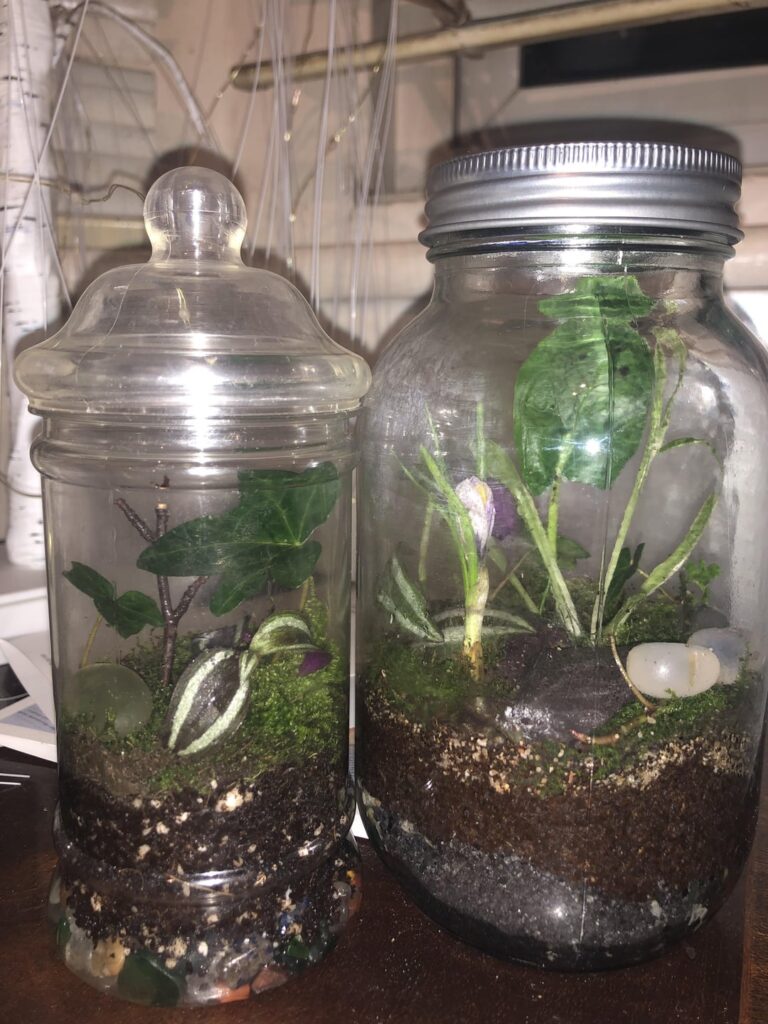 Two mini forests just vibing :)