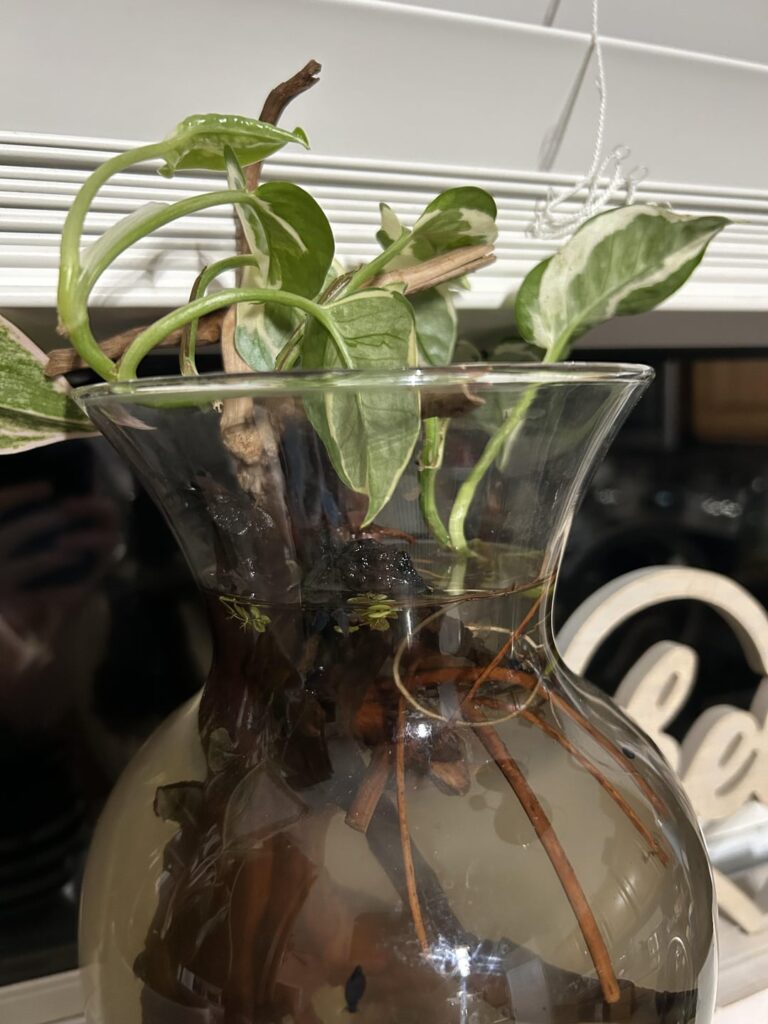 Trying to breed bladder snails in a 1 gallon vase, already caught them breeding after a couple hours