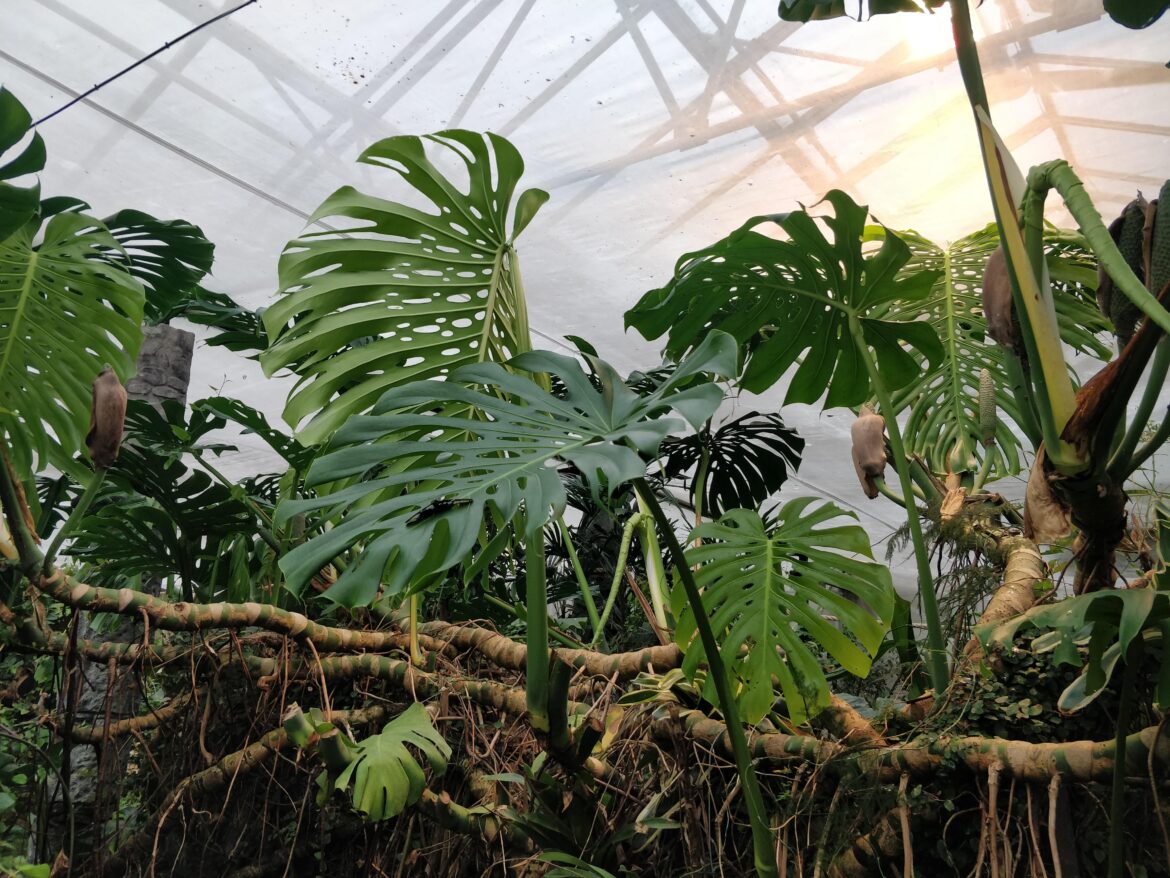 Huge Monstera seen at Stratford Butterfly Farm (UK)