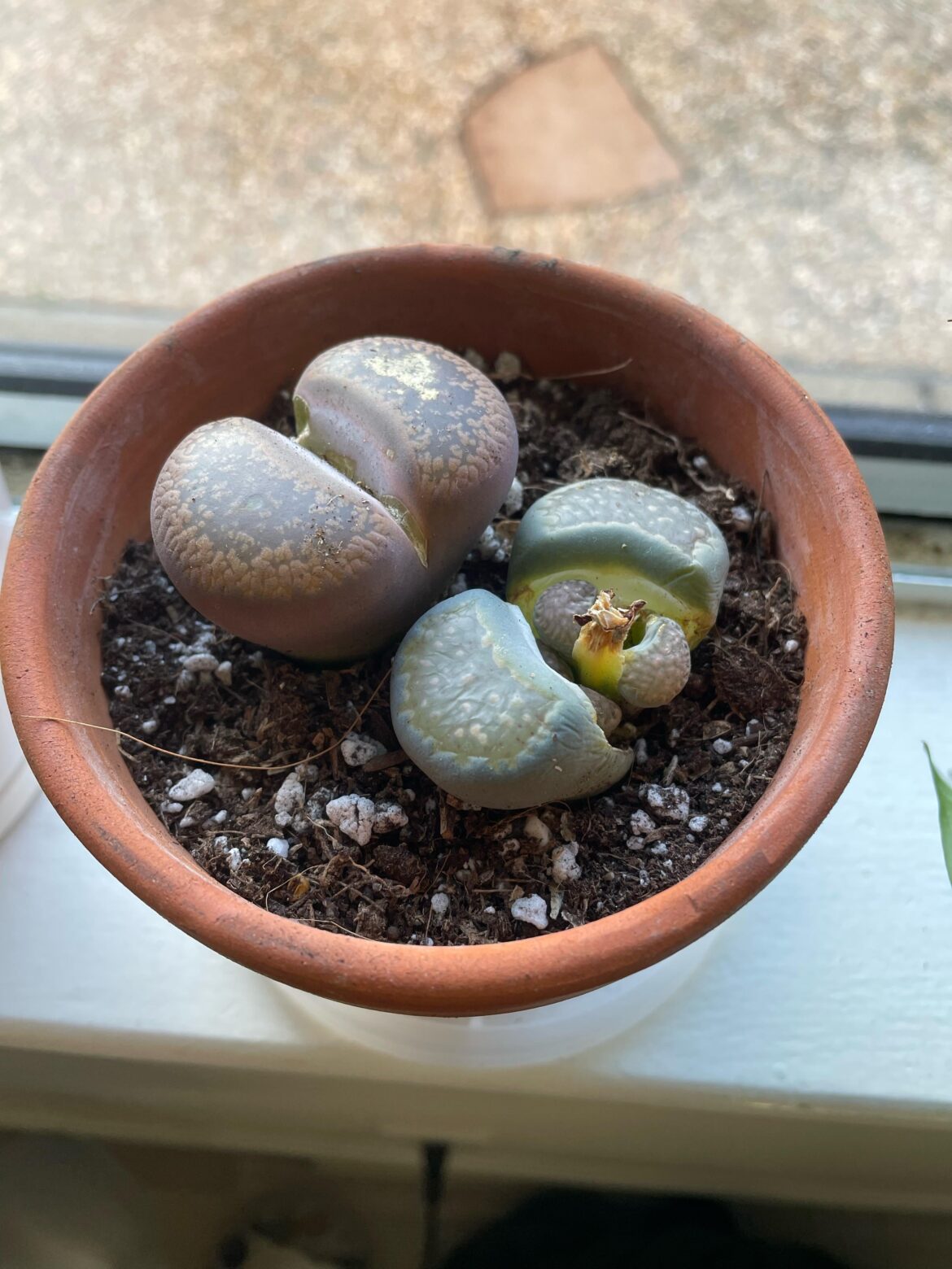 Are these doing ok?