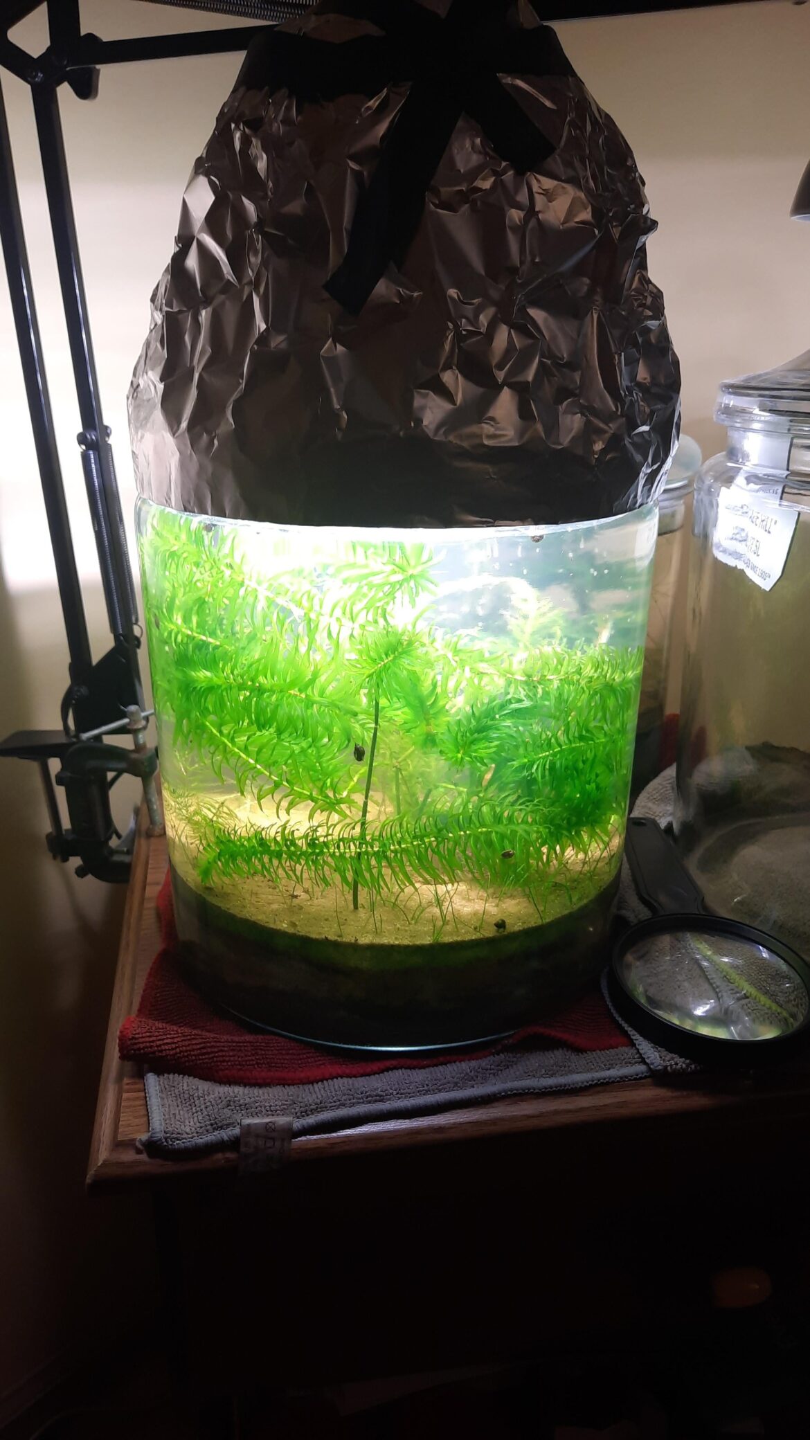 2mo old planted, thoughts?
