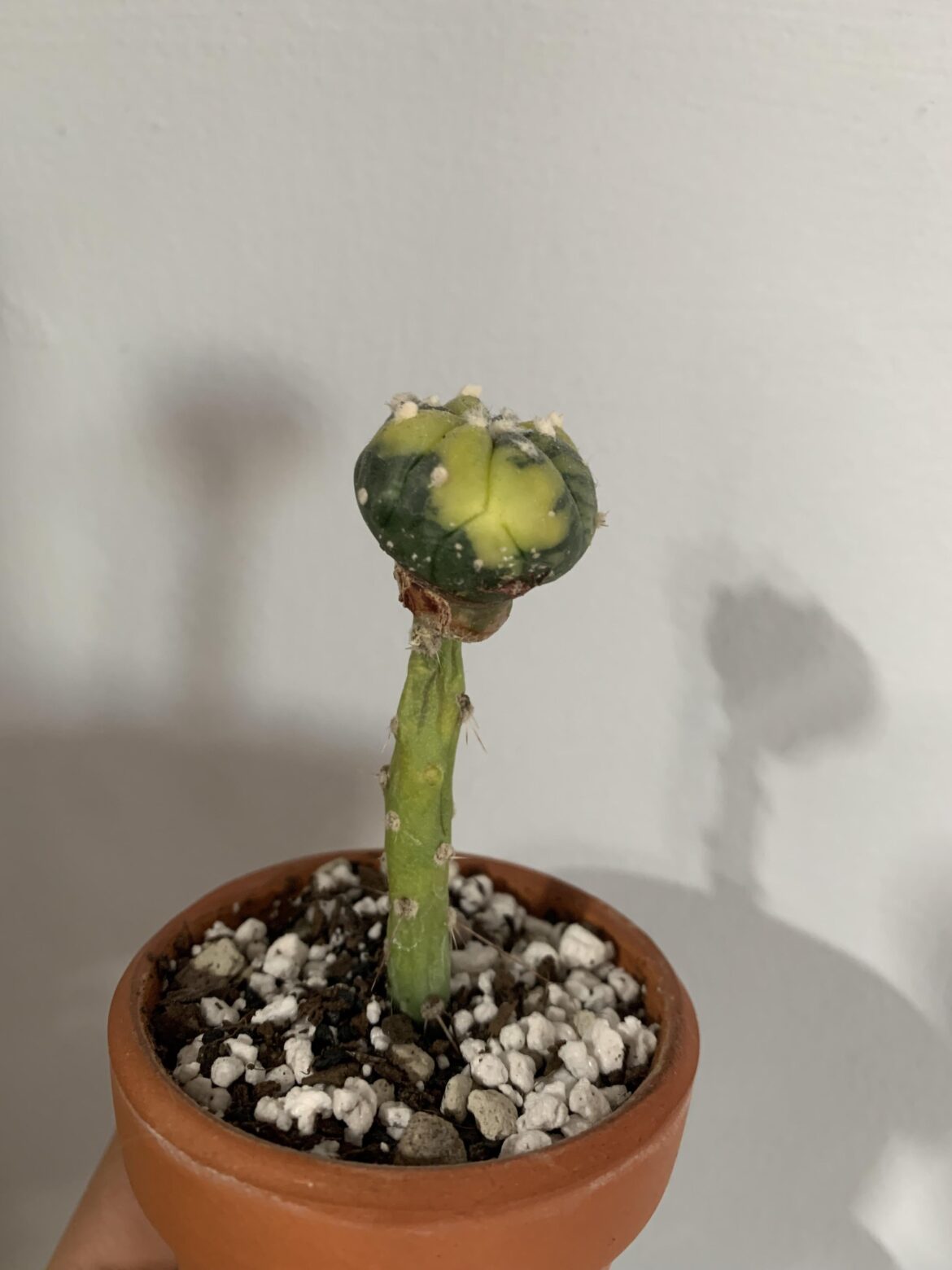 How to de-graft this?