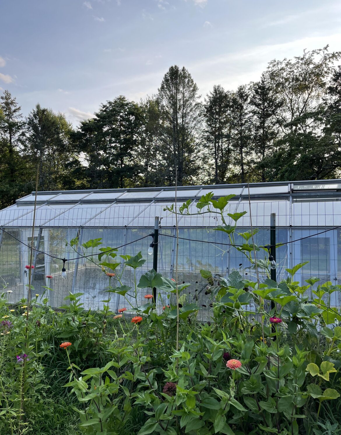 Fumigating for red mites Fumigating for red mites