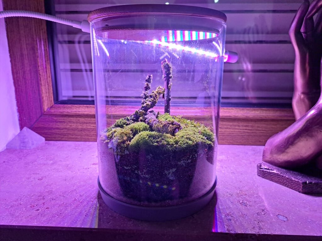 I have a good feeling about my Moss/Lichen Jar.