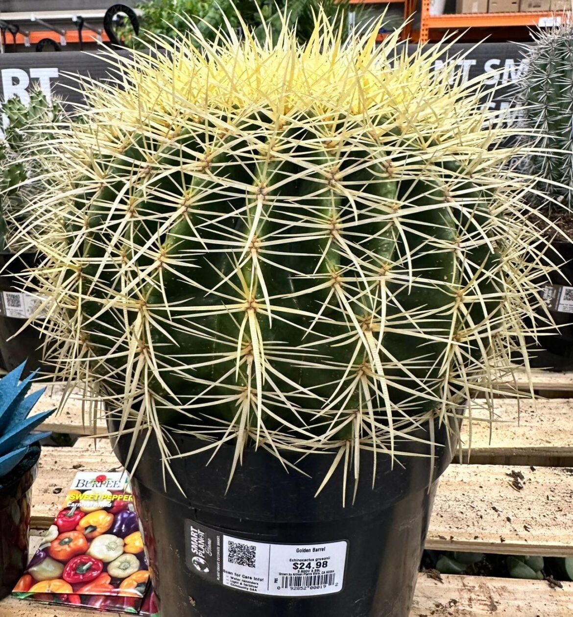 Would this be suitable for rootstock or no? Decent price.