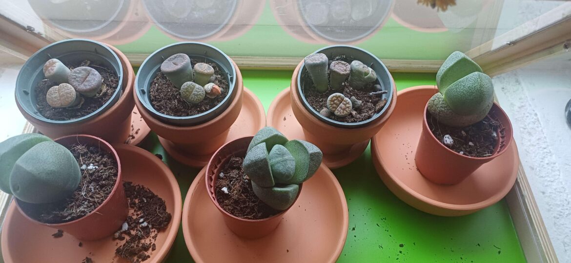 A few questions about my first lithops