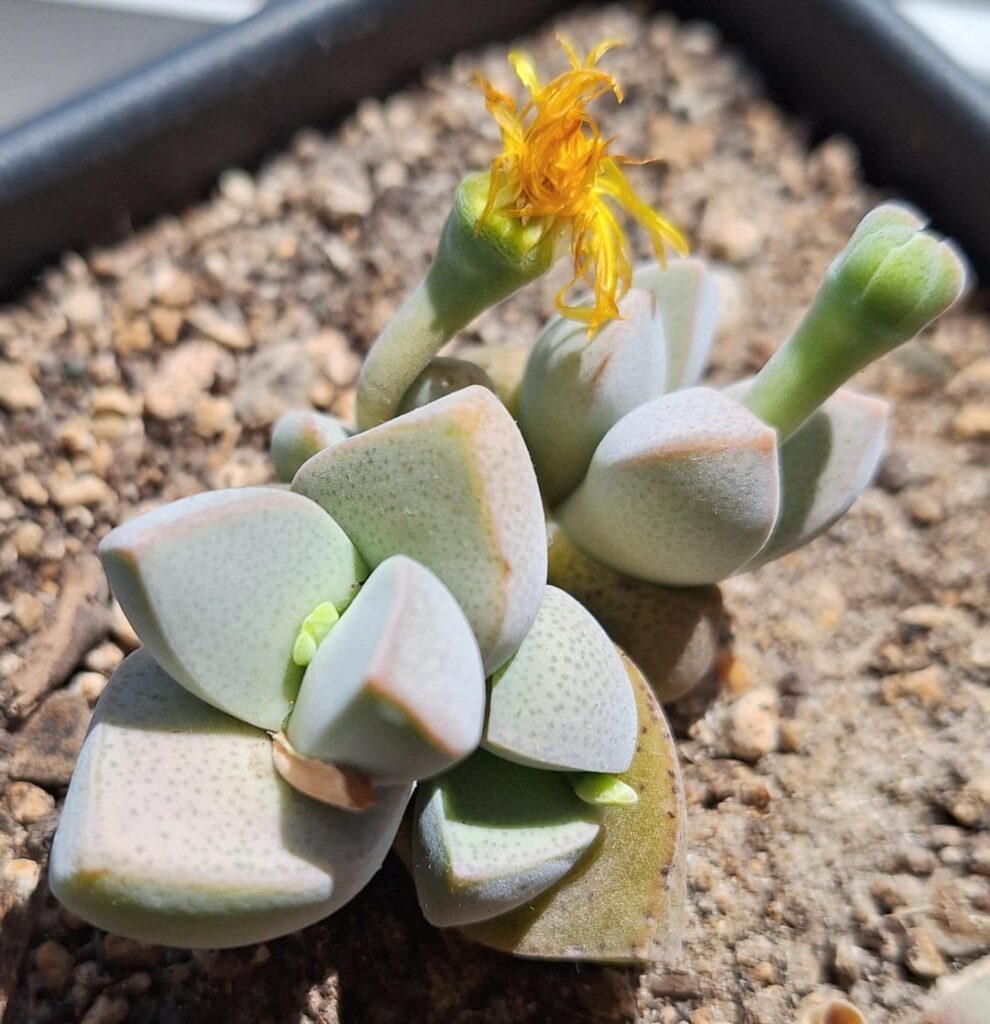 5 flowers on 1 monster 5 flowers on 1 monster